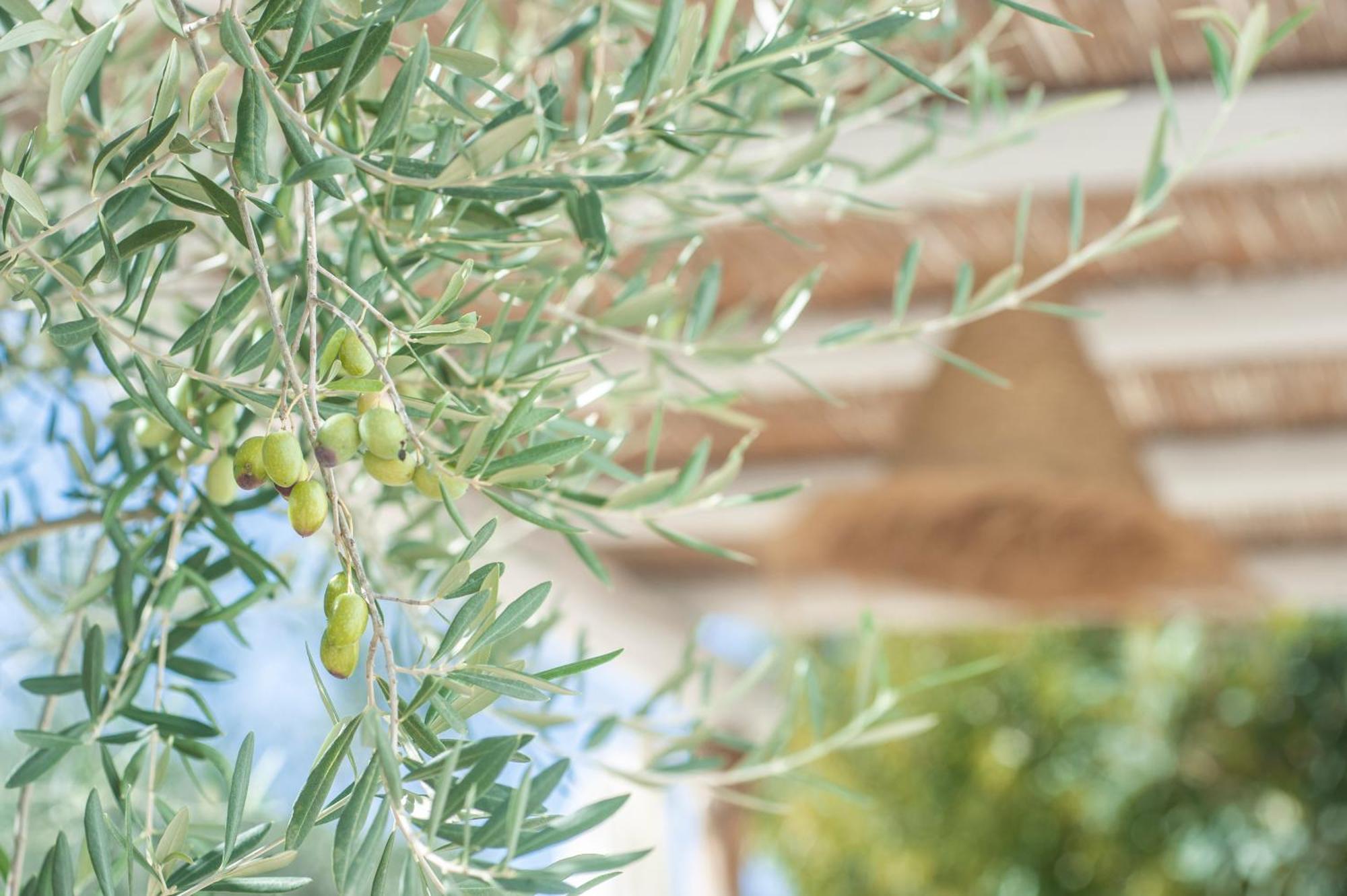 Dimora Il Mandorlo Ξενοδοχείο Ostuni Εξωτερικό φωτογραφία